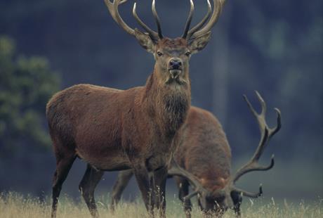 Deer Watch @ Fountains Abbey